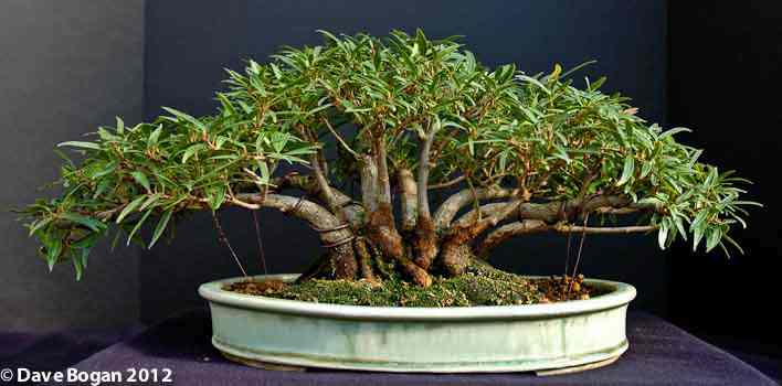 Willow Leaf Fig